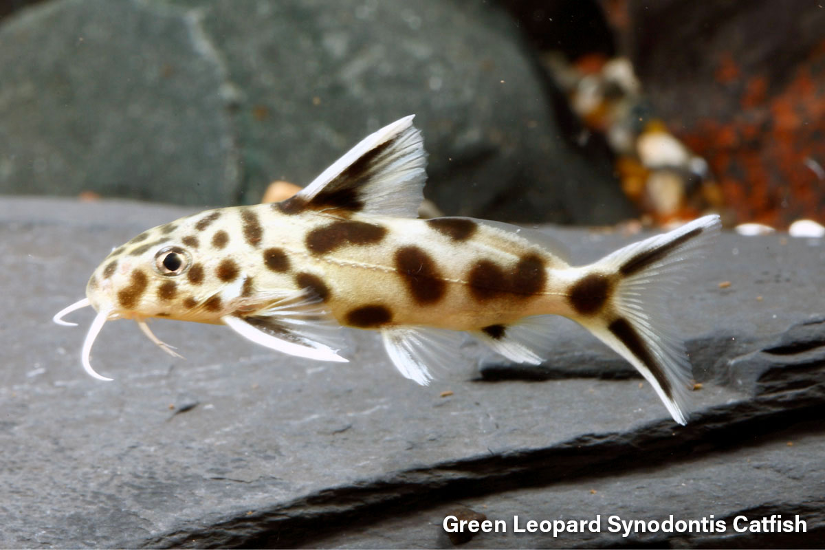 Green Leopard Syndontis Catfish