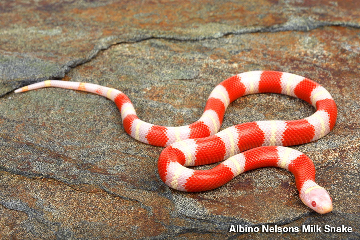 Albino Milk Snake