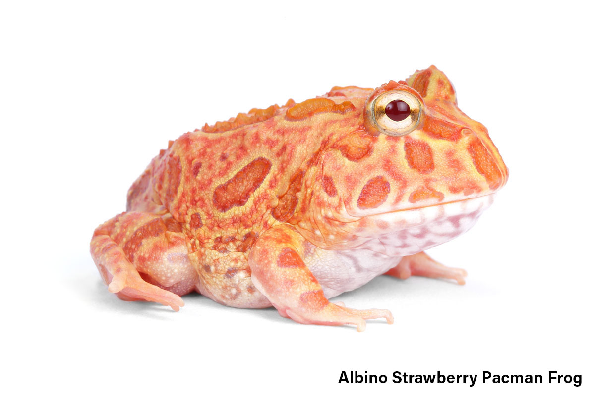 Albino Strawberry Pacman Frog