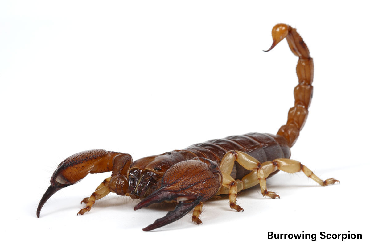 Burrowing Scorpion