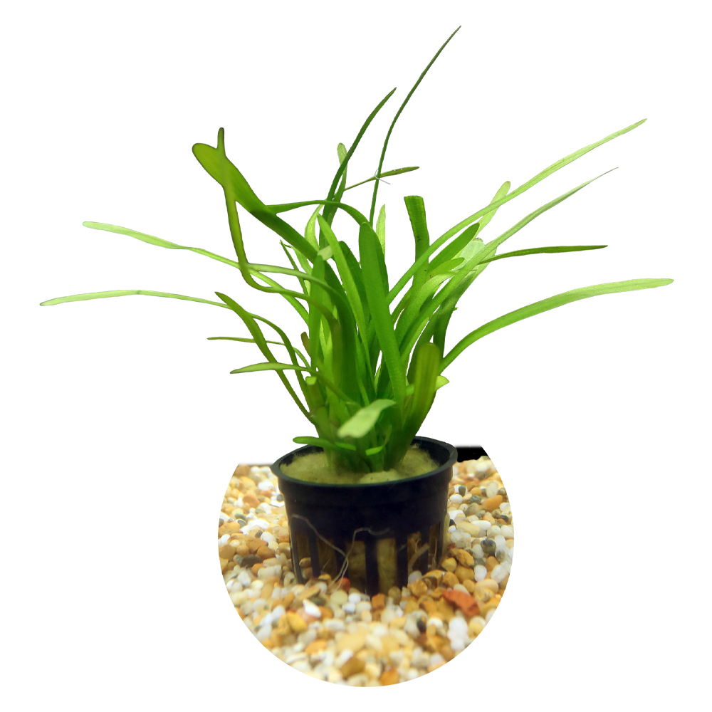 HydrOasis™ Dwarf Sagittaria