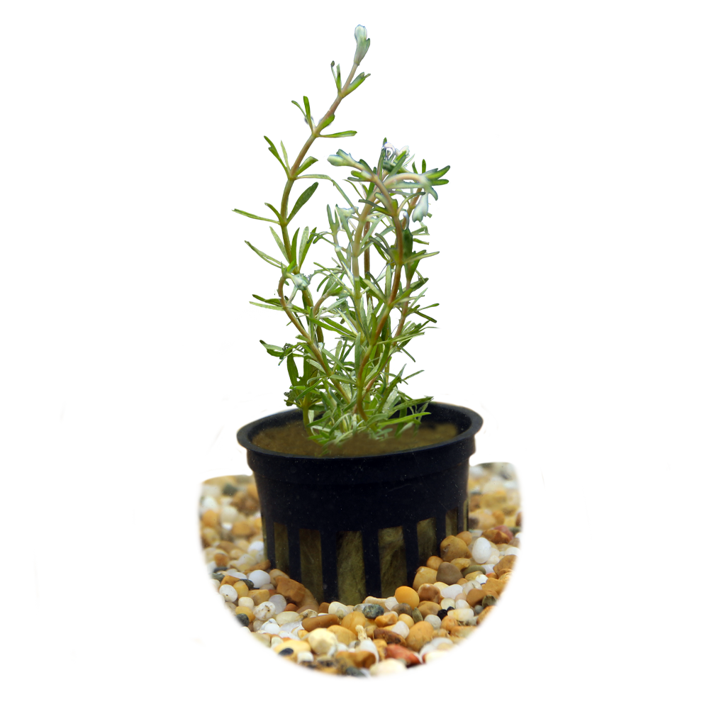 HydrOasis™ Rotala Wallichii