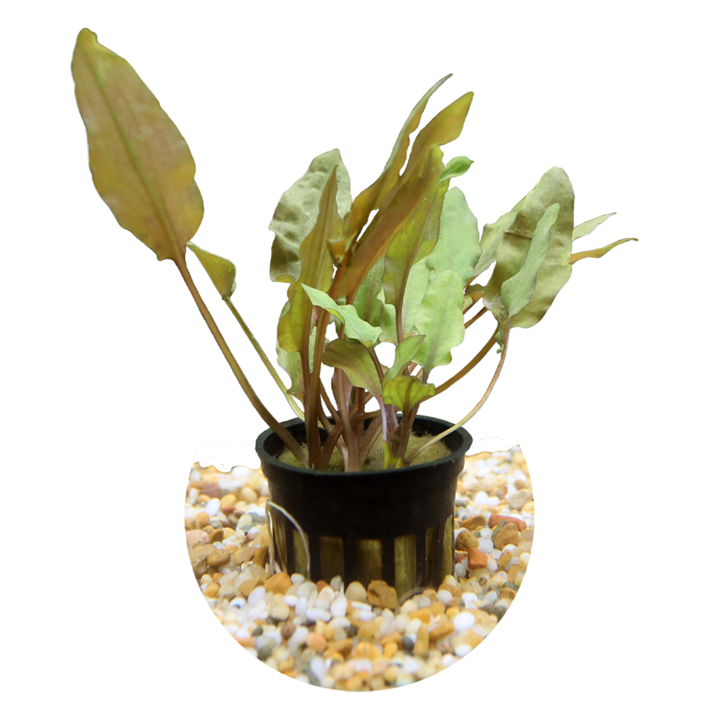 HydrOasis™ Aquatic Plant Crypt Wendtii 'Bronze'