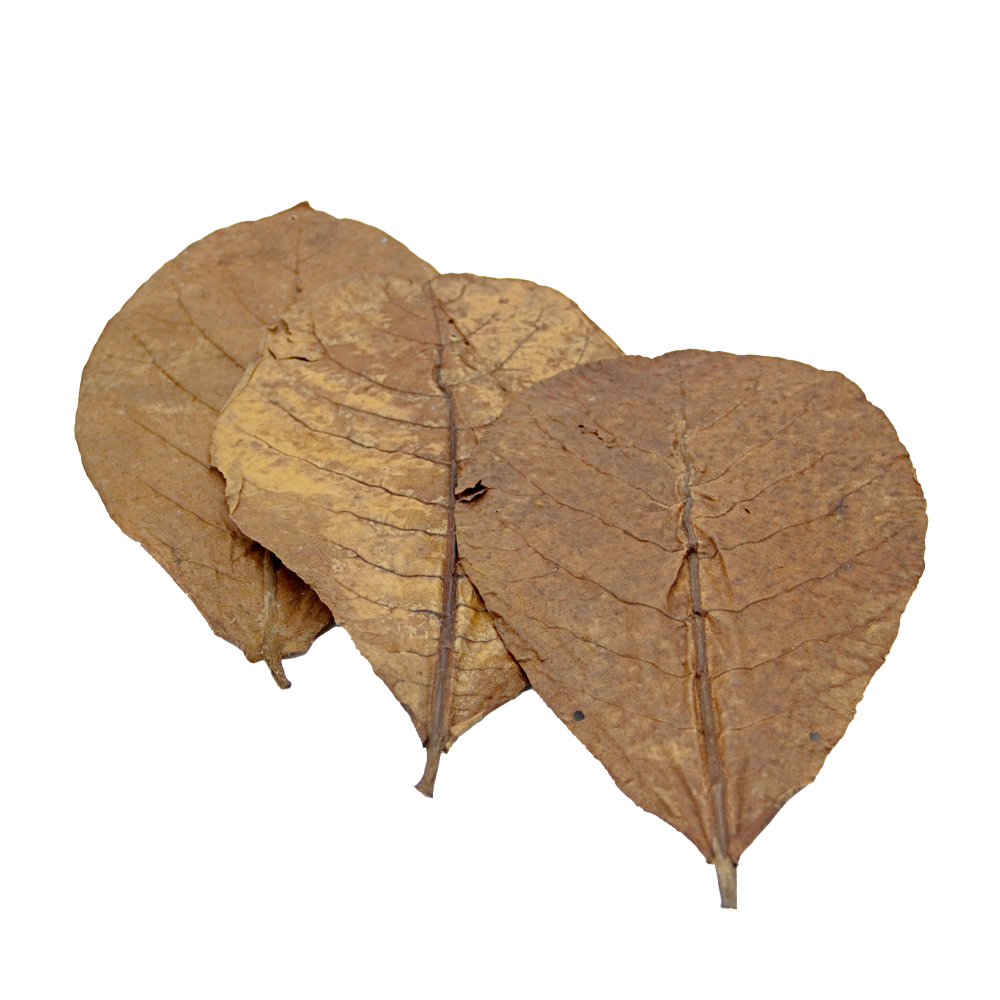 HydrOasis™ Large Catappa Leaves