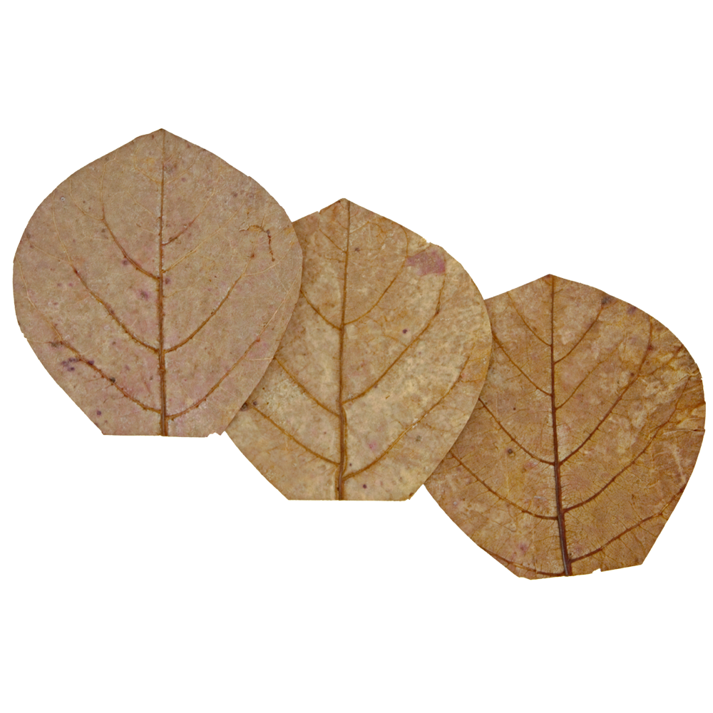 HydrOasis™ Nano Catappa Leaves