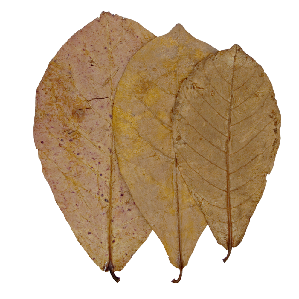 HydrOasis™ Catappa Leaves