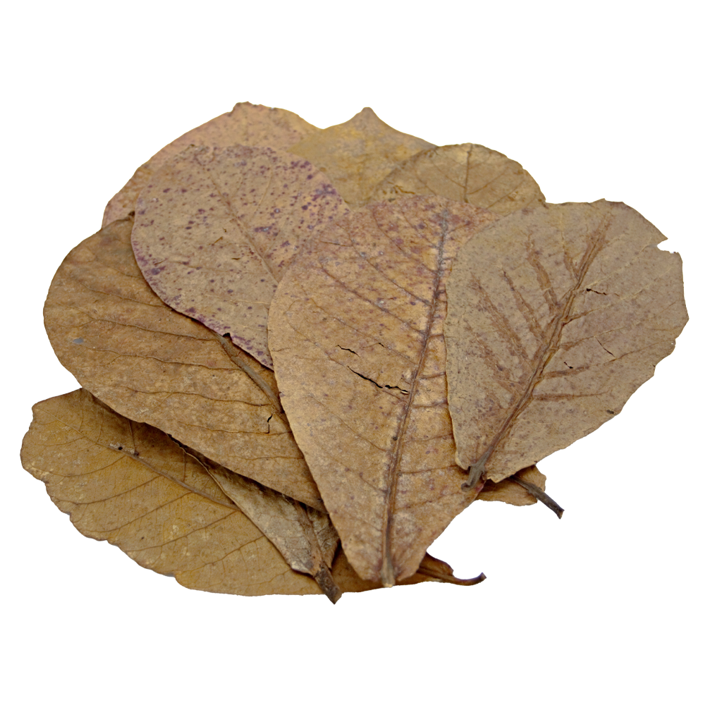 HydrOasis™ Catappa Leaves