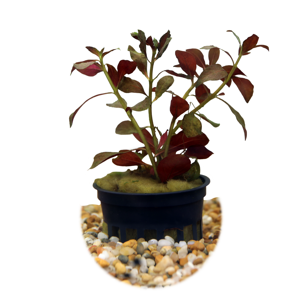 HydrOasis™ Aquatic Plants Dark Red Ludwigia