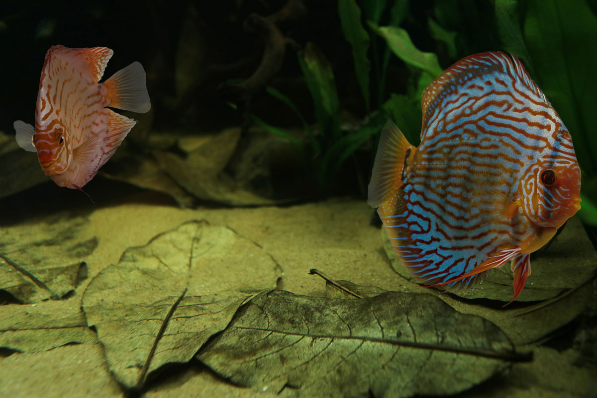 HydrOasis™ leaves in aquarium with Discus fish