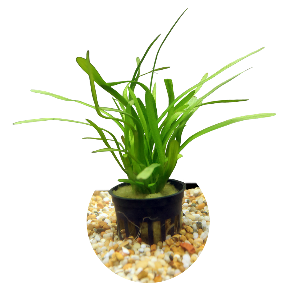 HydrOasis™ Aquatic Plants Dwarf Sagittaria