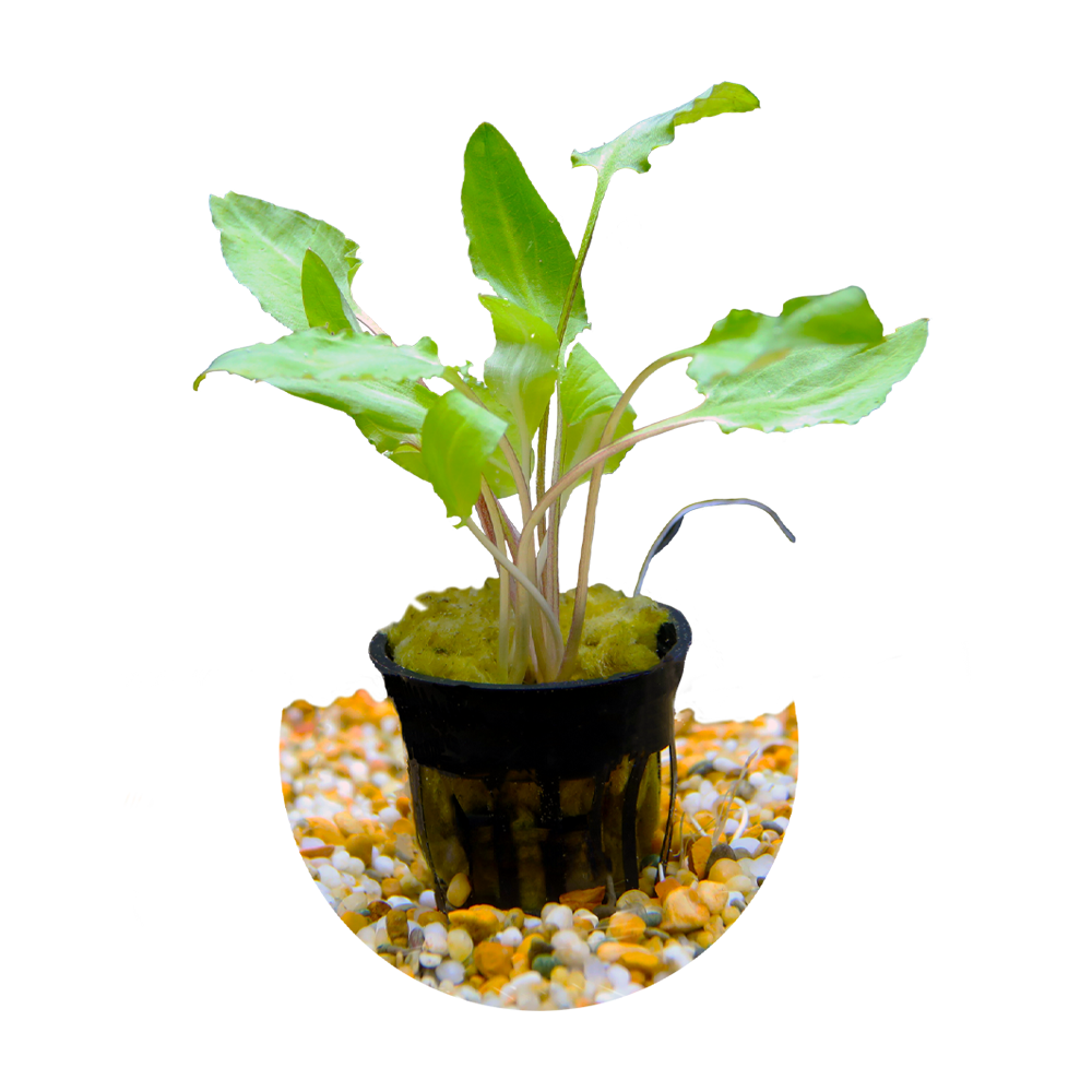 HydrOasis™ Aquatic Plants Crypt Wendtii 'Green'