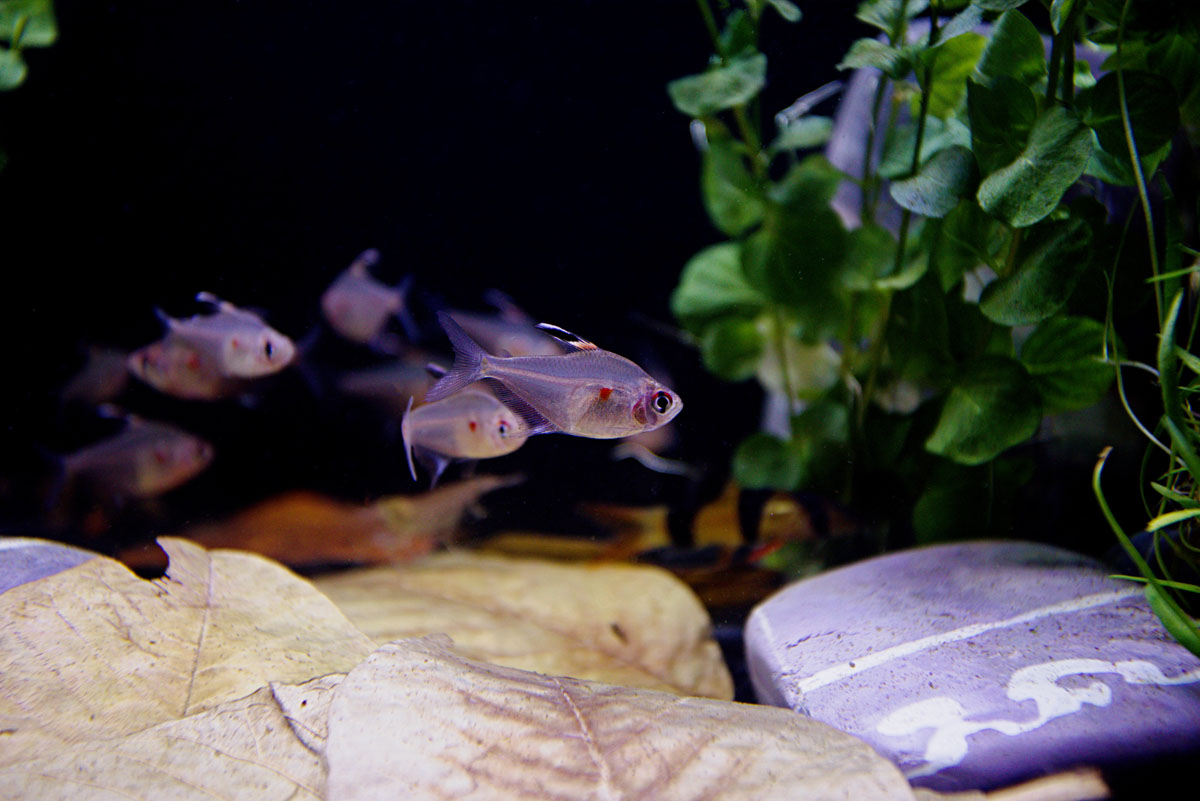 ReptiFauna™ Guava Leaves  in aquarium with fish