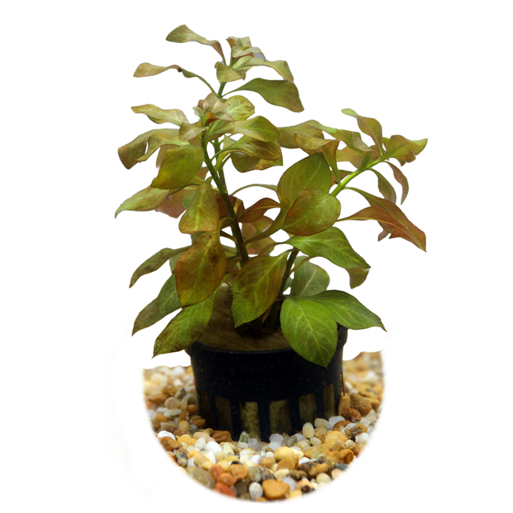 HydrOasis™ Aquatic Plants Ludwigia Ovalis