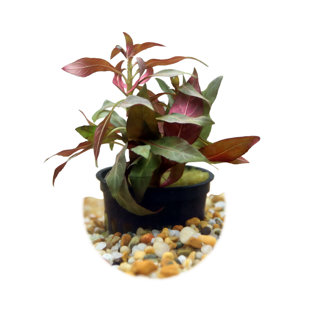 HydrOasis™ Aquatic Plants Ludwigia Peruensis