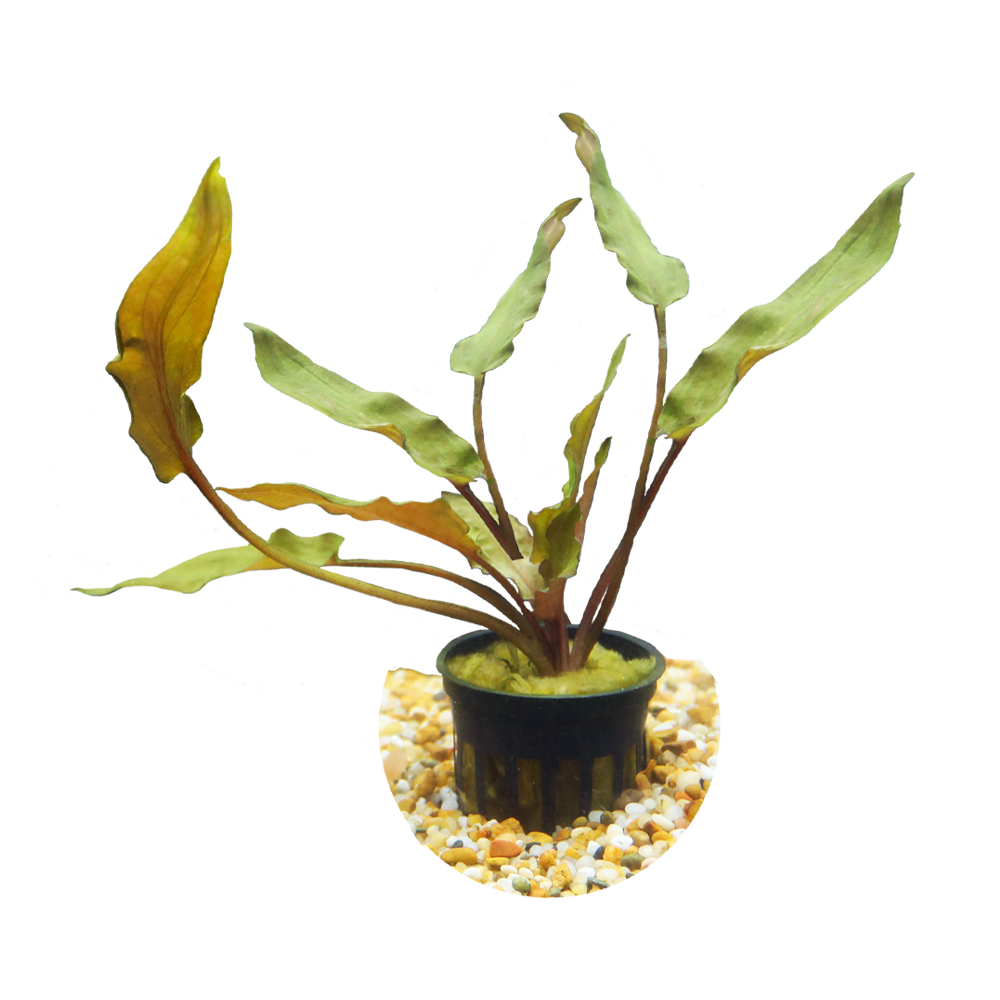 HydrOasis™ Aquatic Plants Crypt Wendtii 'Red'