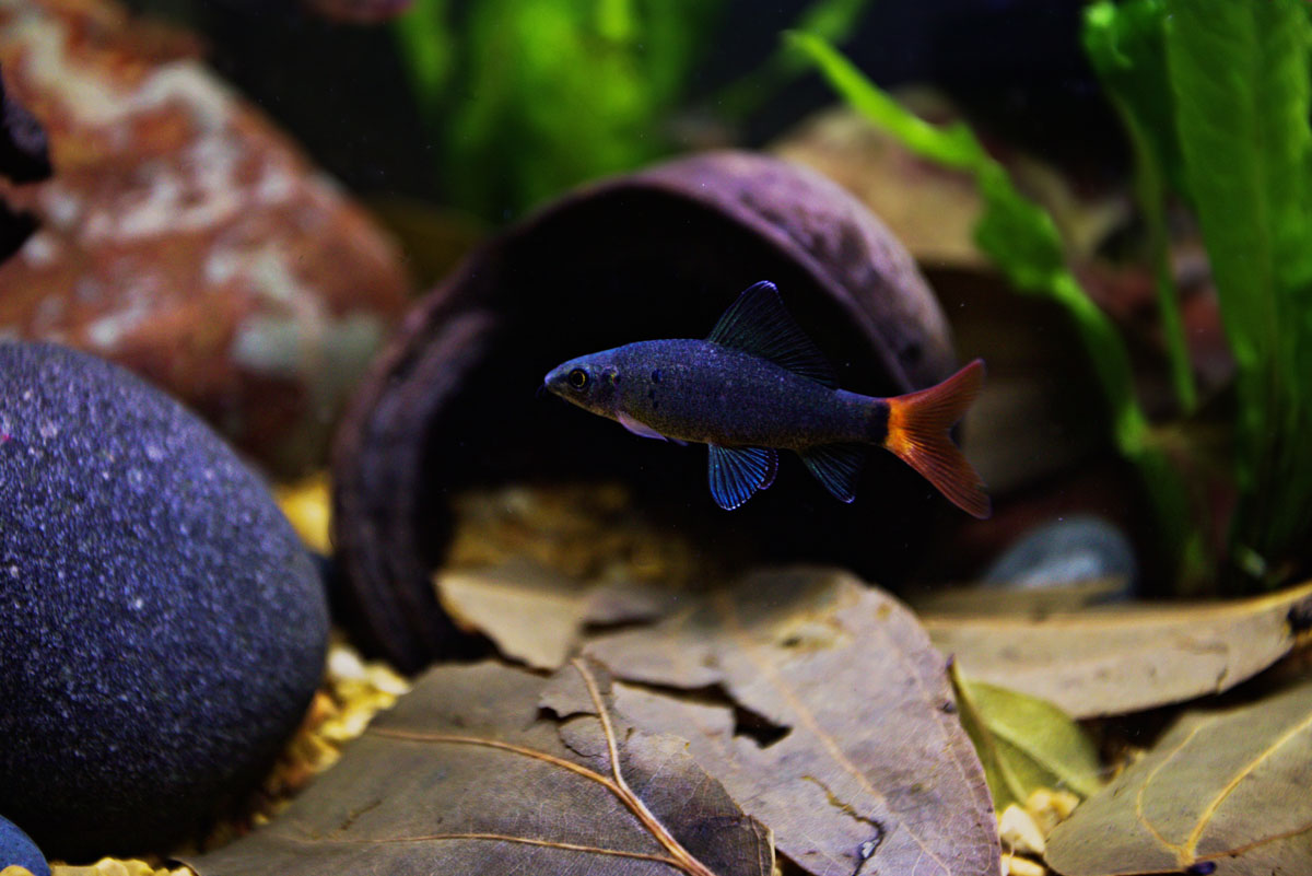 ReptiFauna™ Thelambu pod in aquarium with fish