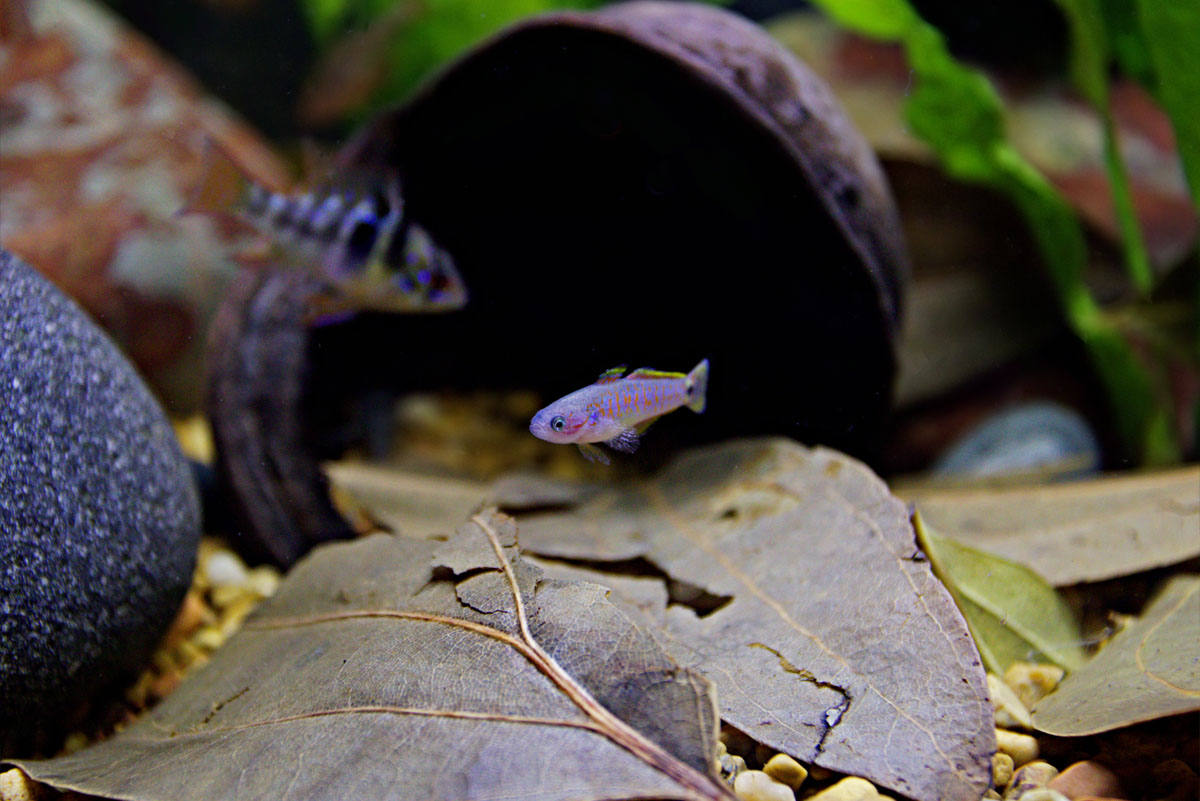 ReptiFauna™ Thelambu pod in aquarium