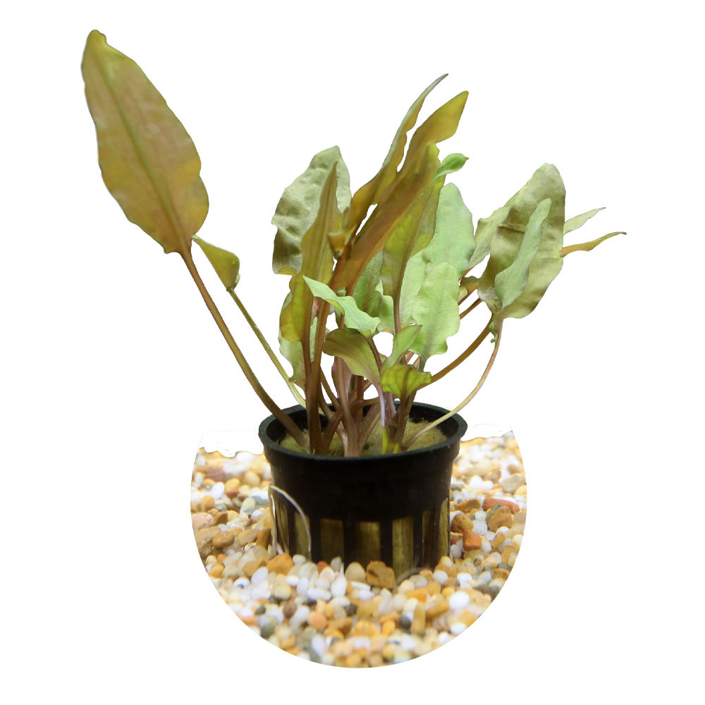 HydrOasis™ Crypt Wendtii 'Bronze'