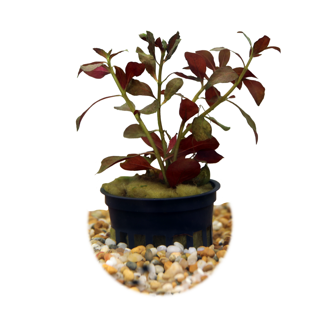 HydrOasis™ Dark Red Ludwigia