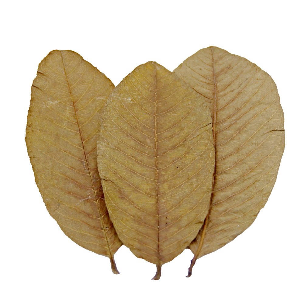 HydrOasis™ Guava Leaves