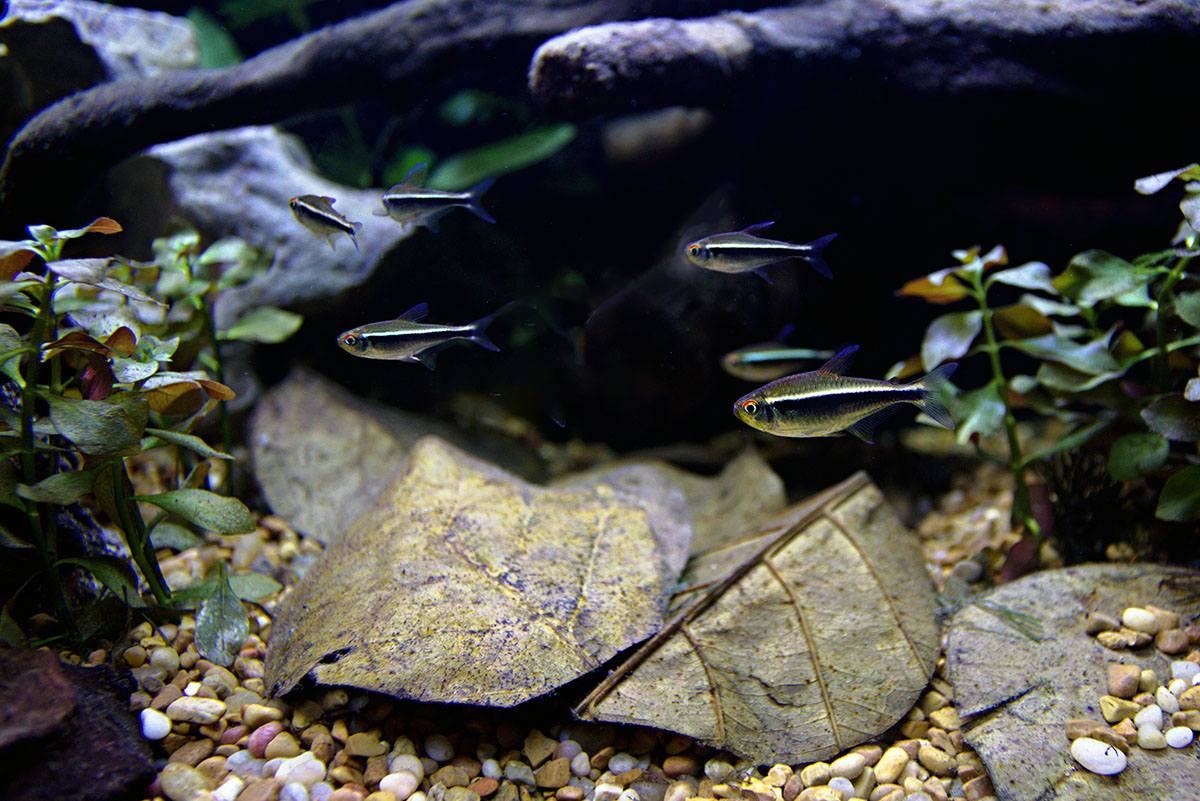 HydrOasis™ Catappa leaves with school of Black Neon Tetras swimming over in aquarium