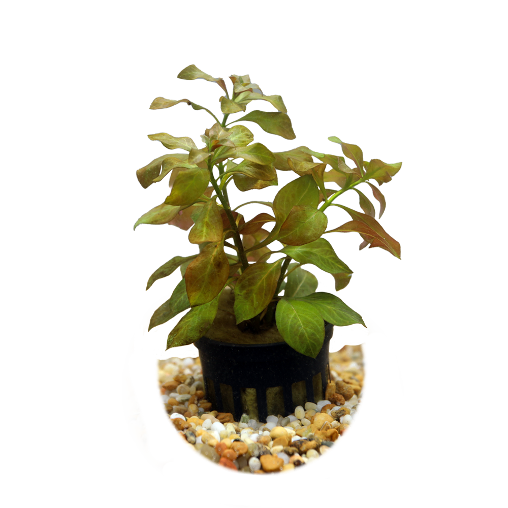 HydrOasis™ Ludwigia Ovalis