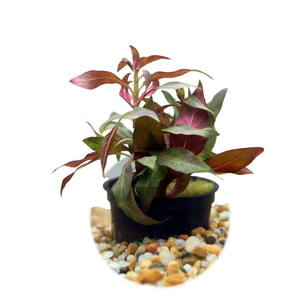 HydrOasis™ Ludwigia Peruensis