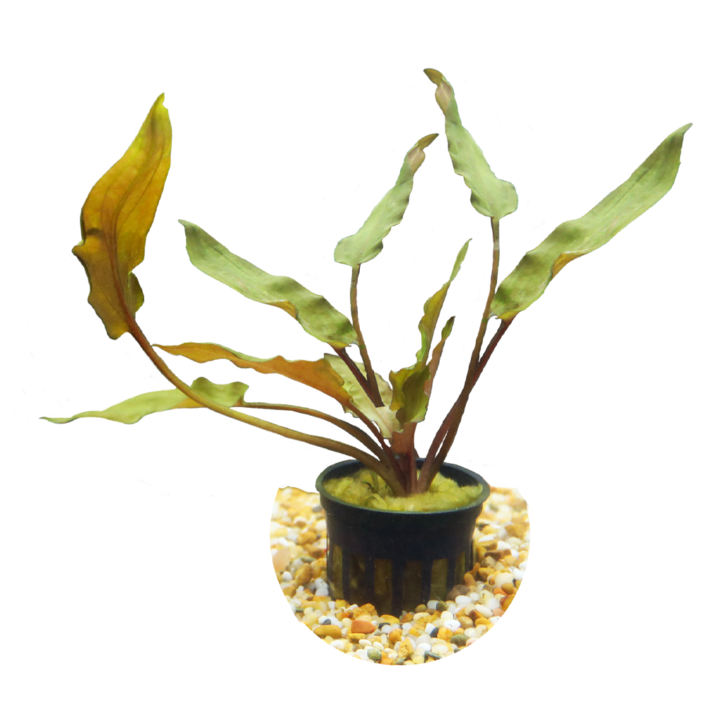 HydrOasis™ Wendtii 'Red'