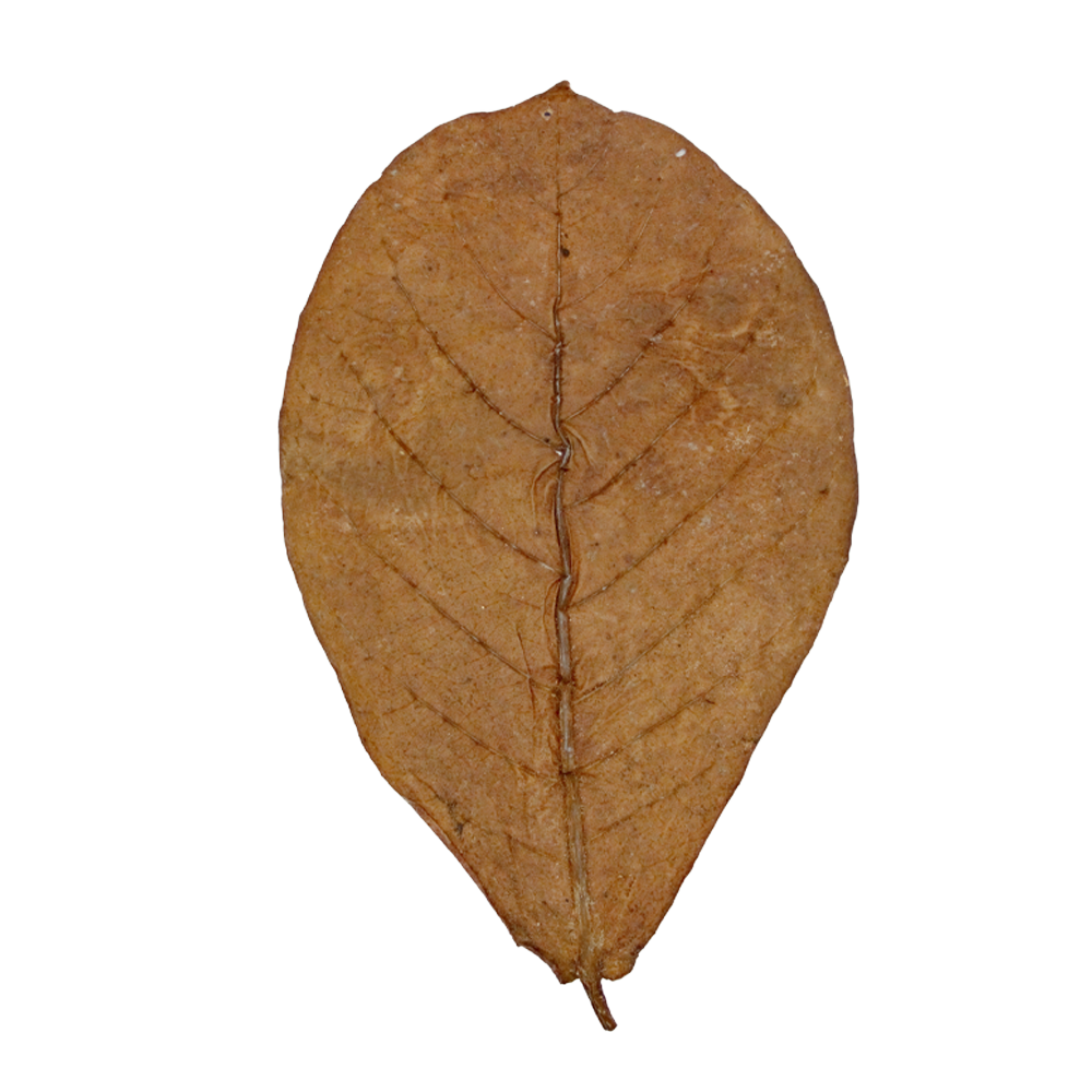 HydrOasis™ Large Catappa Leaves
