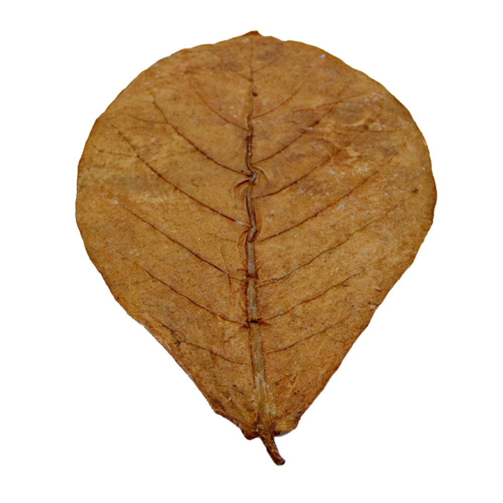 HydrOasis™ Large Catappa Leaves