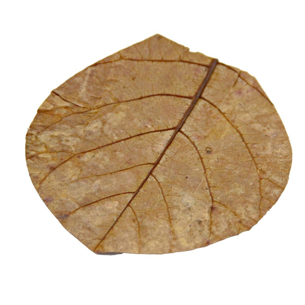 HydrOasis™ Nano Catappa Leaves