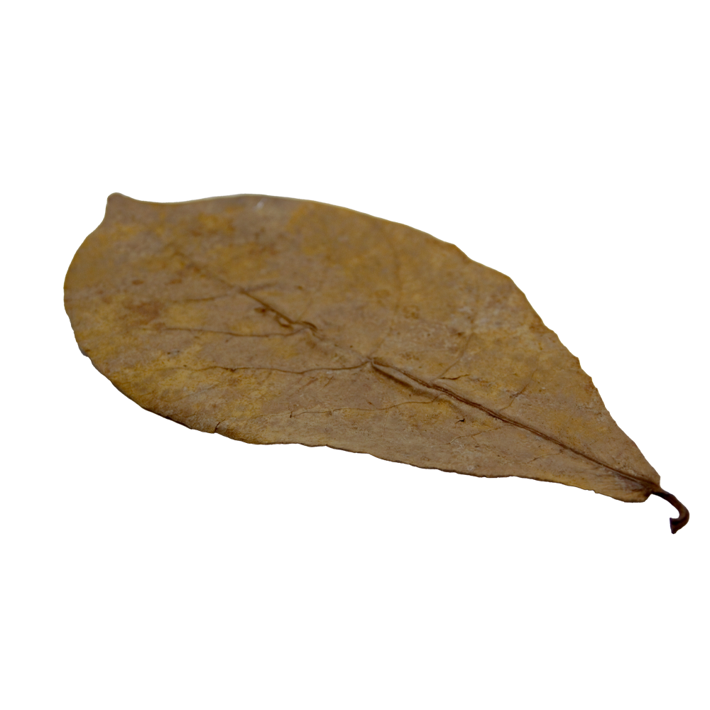HydrOasis™ Catappa Leaves