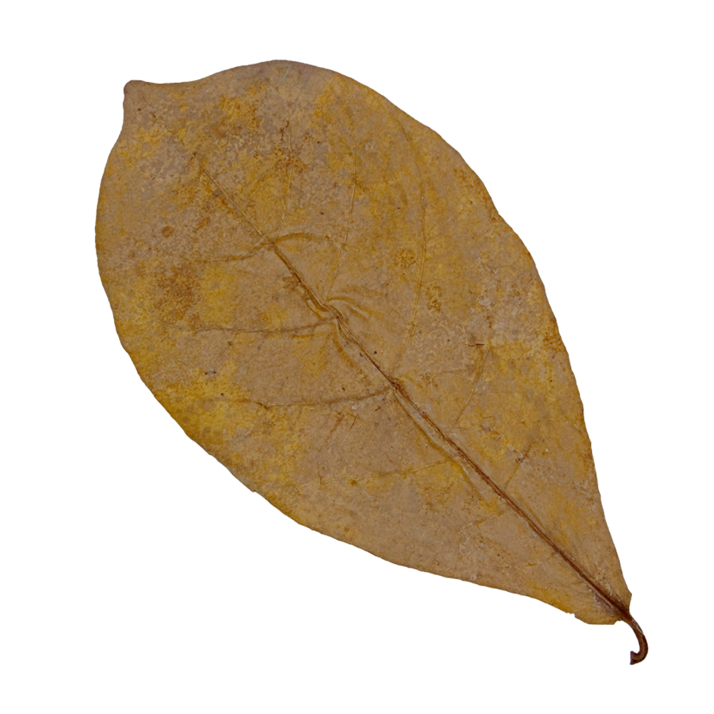 HydrOasis™ Catappa Leaves