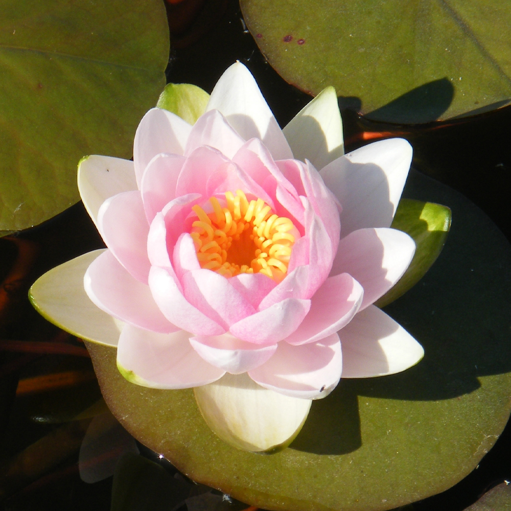 HydrOasis™ Changeable Hardy Water Lily flower