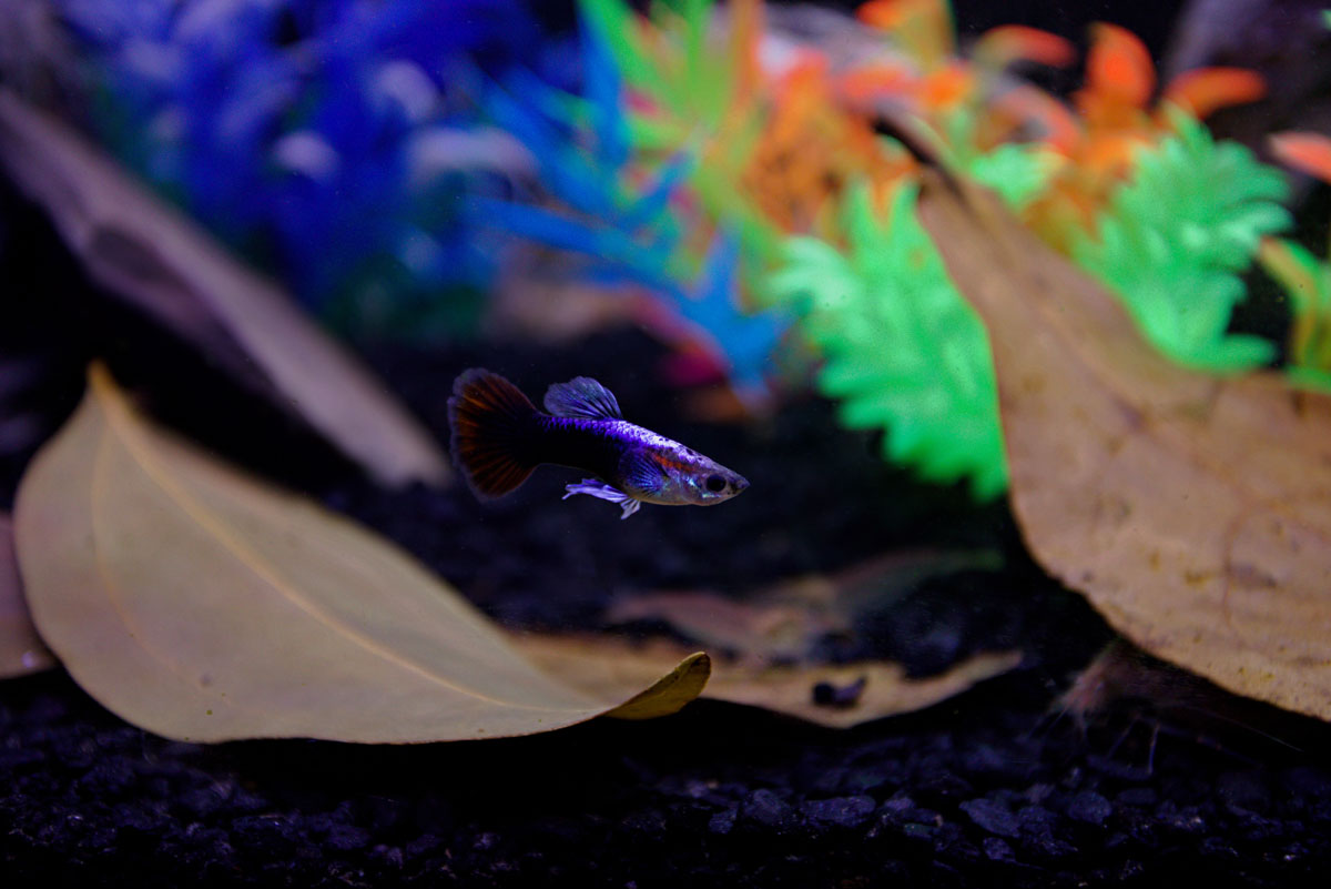 ReptiFauna™ Leaves in aquarium with fish
