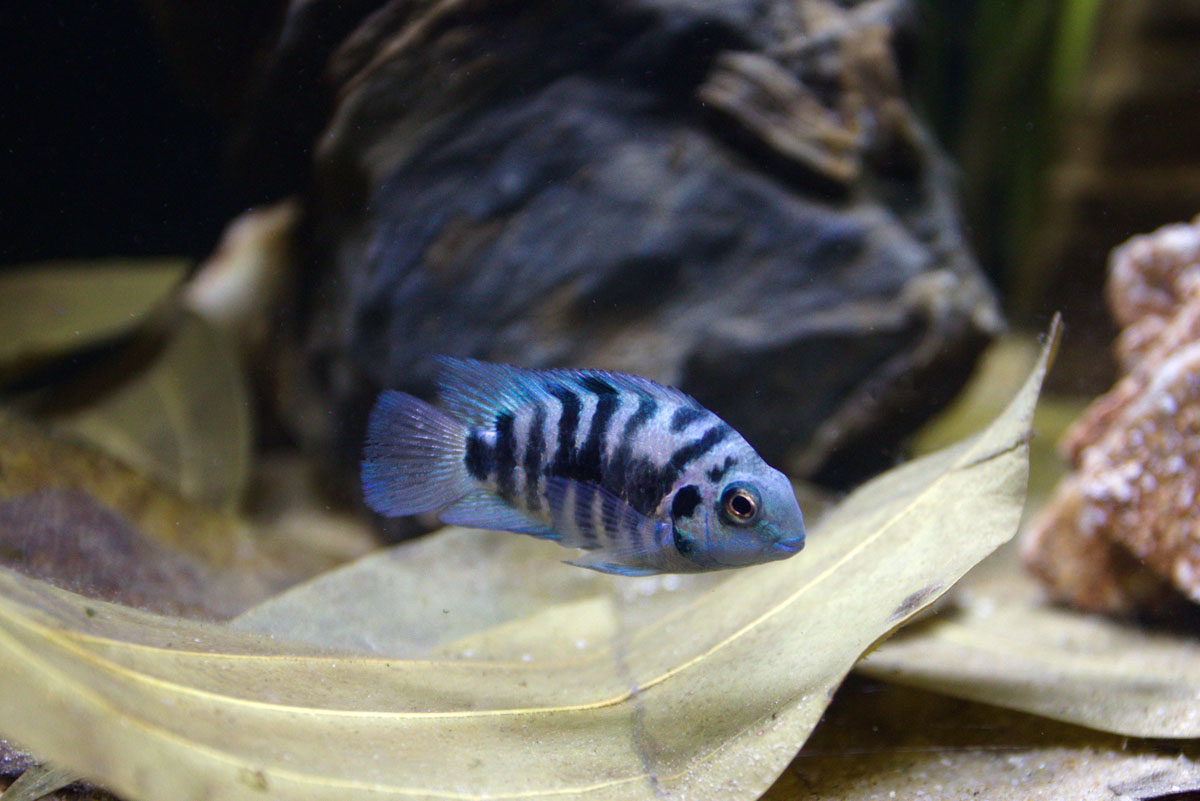 ReptiFauna™ Leaves in aquarium with fish