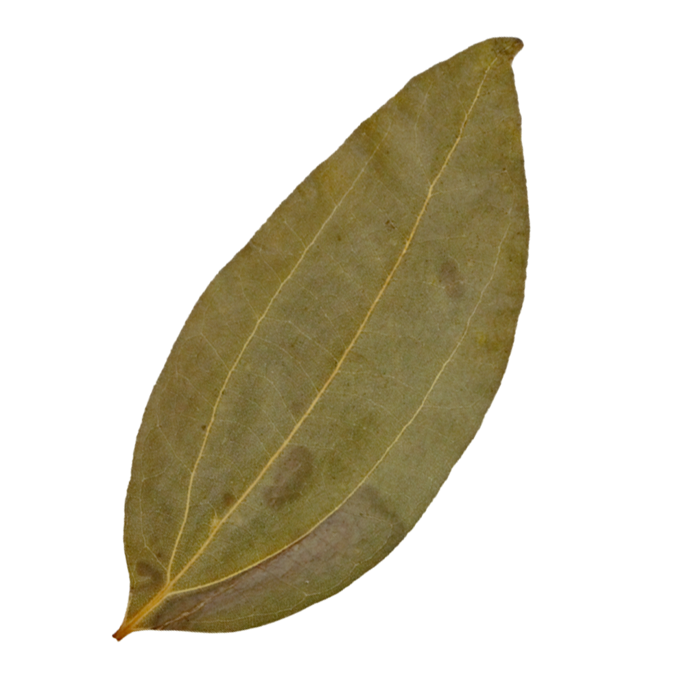 HydrOasis™ Cinnamon Leaves