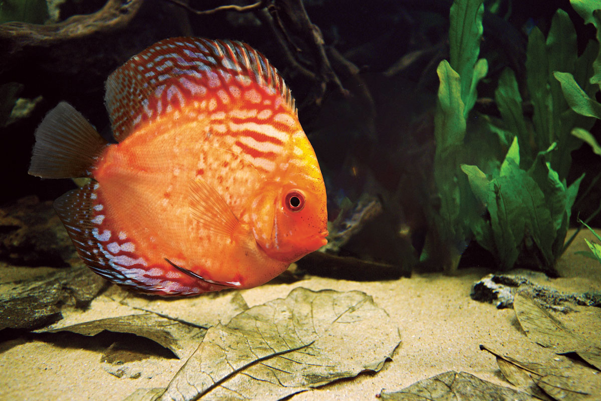 HydrOasis™ leaves in aquarium with Discus fish