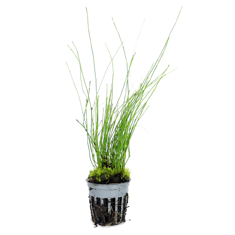 HydrOasis™ Dwarf Horse Tail Rush