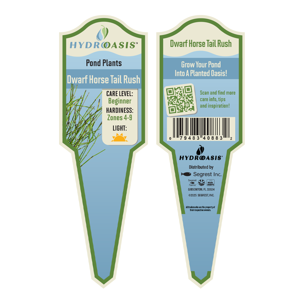 HydrOasis™ Dwarf Horse Tail Rush