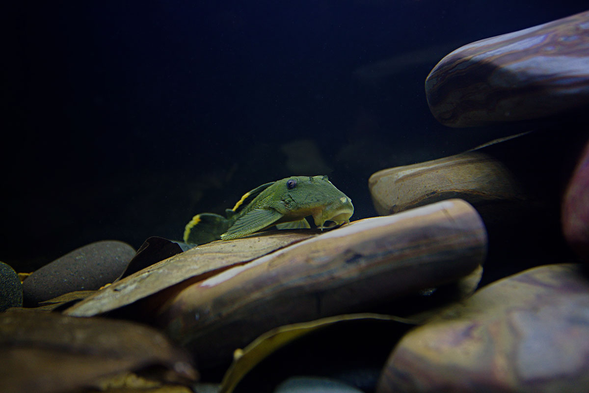 ReptiFauna™ Jack Leaves in aquarium with fish
