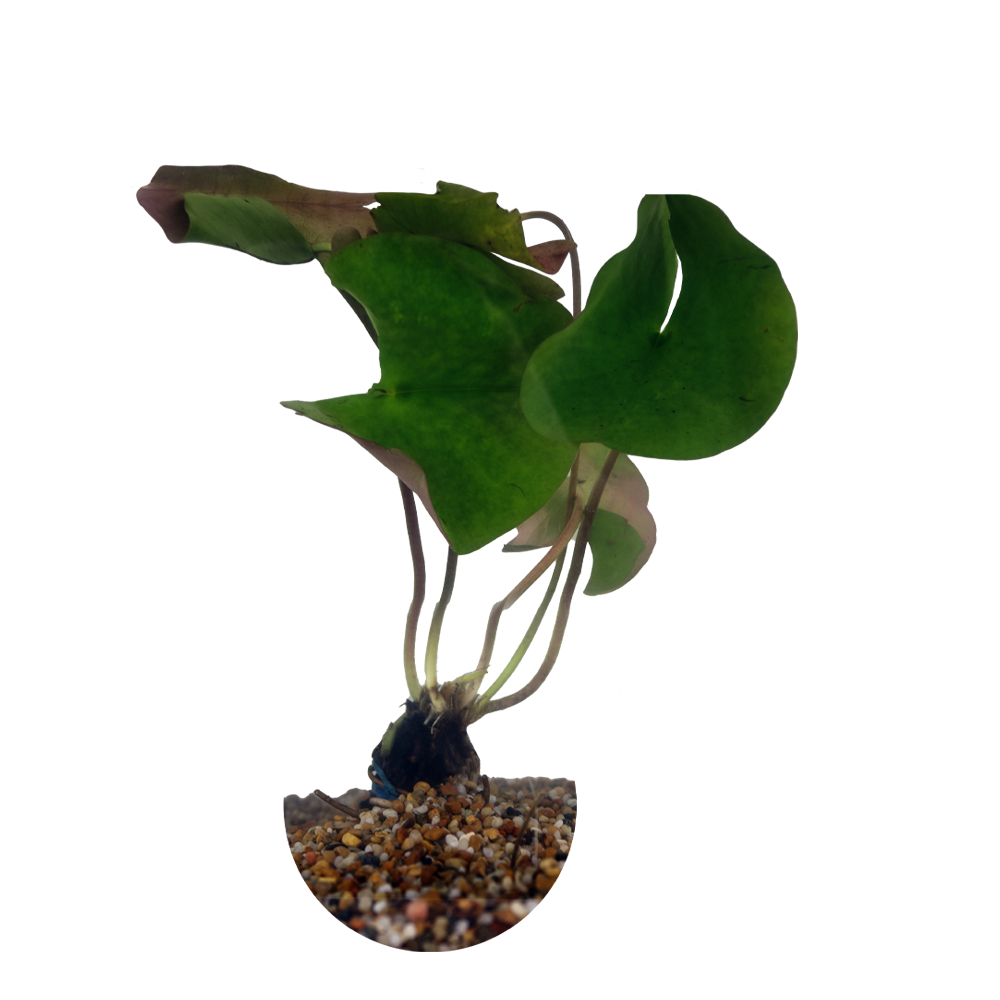 HydrOasis™ Red Hardy Water Lily medium size