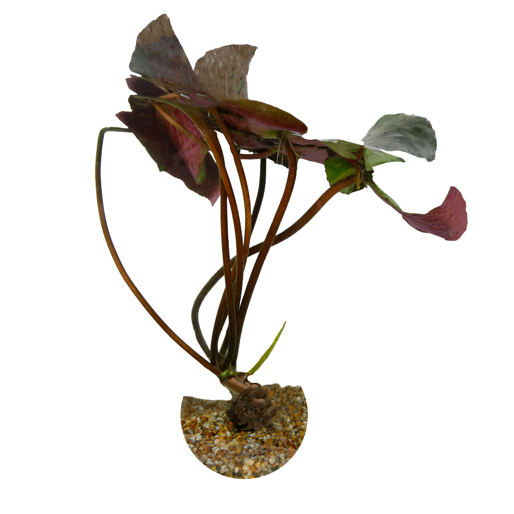HydrOasis™ Red Hardy Water Lily large size
