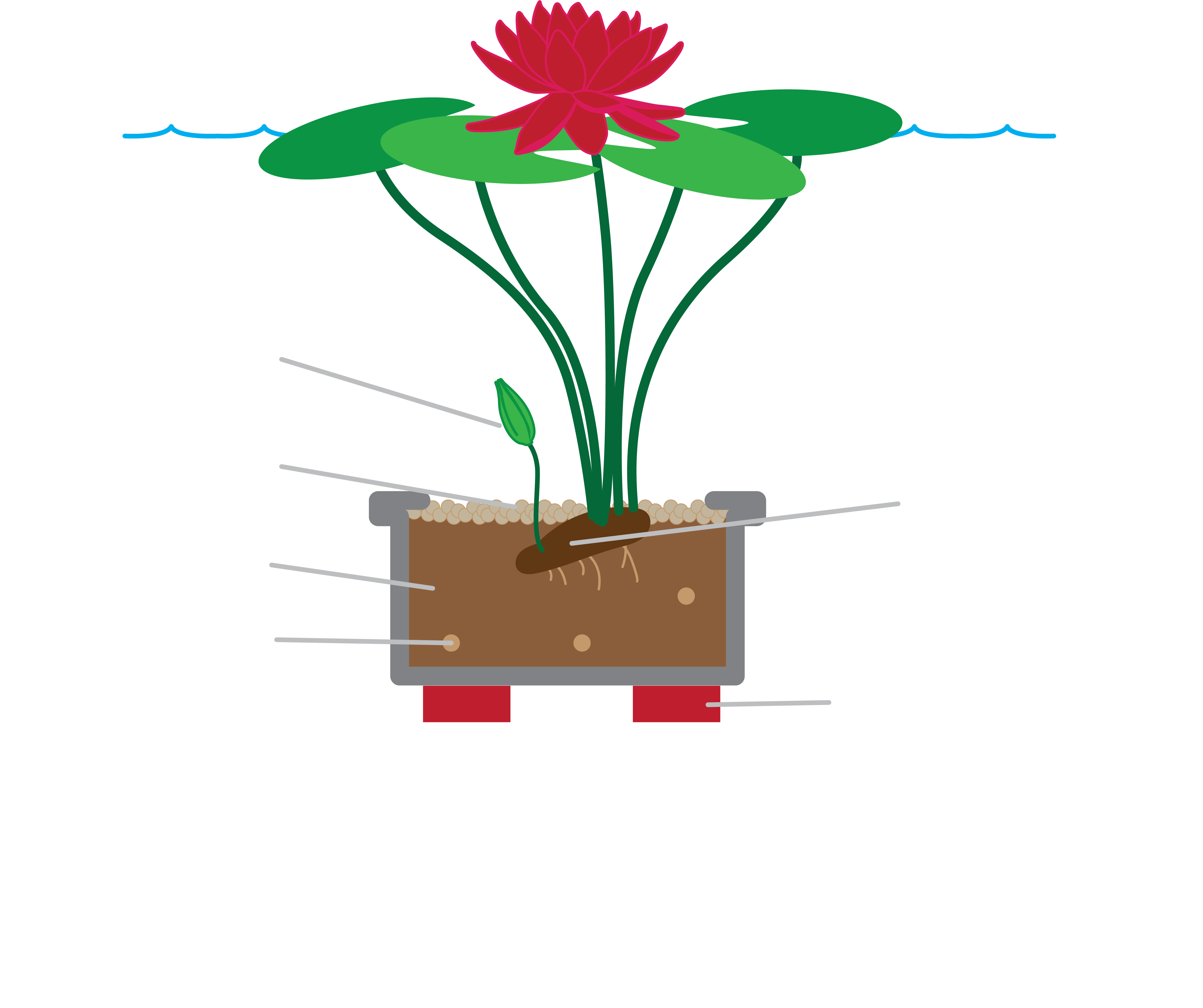 Water Lily planting graphic