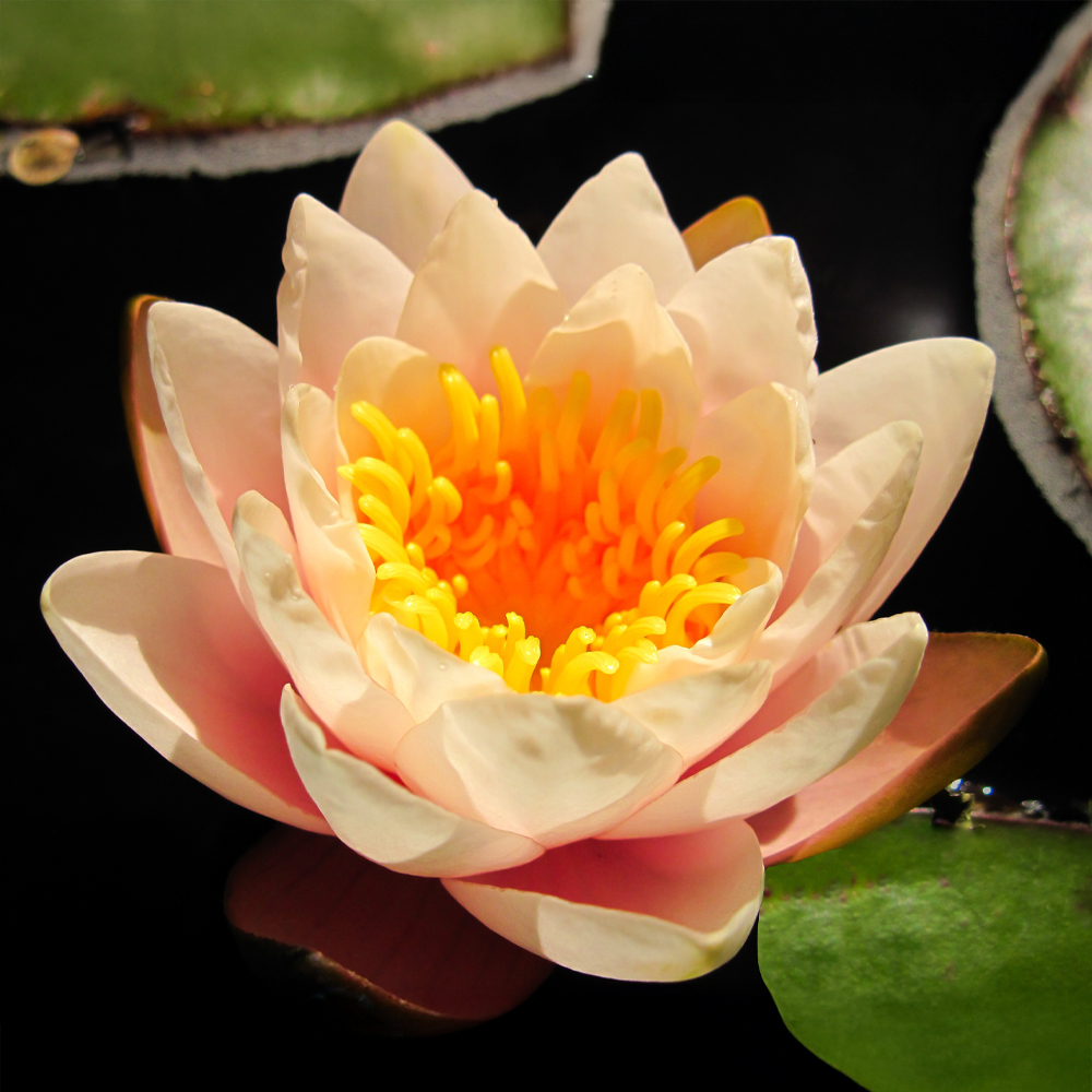 HydrOasis™ Pink Hardy Water Lily flower