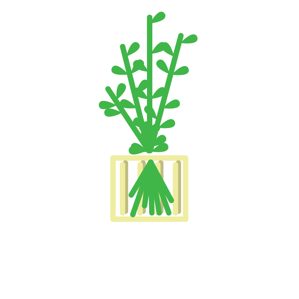 Remove the soft spongey material from plant roots