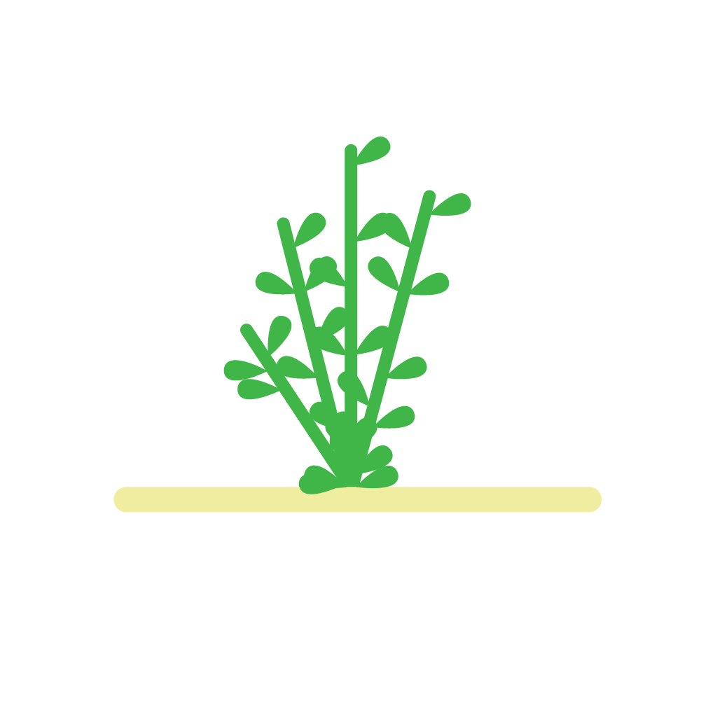 Plant the plant in substrate