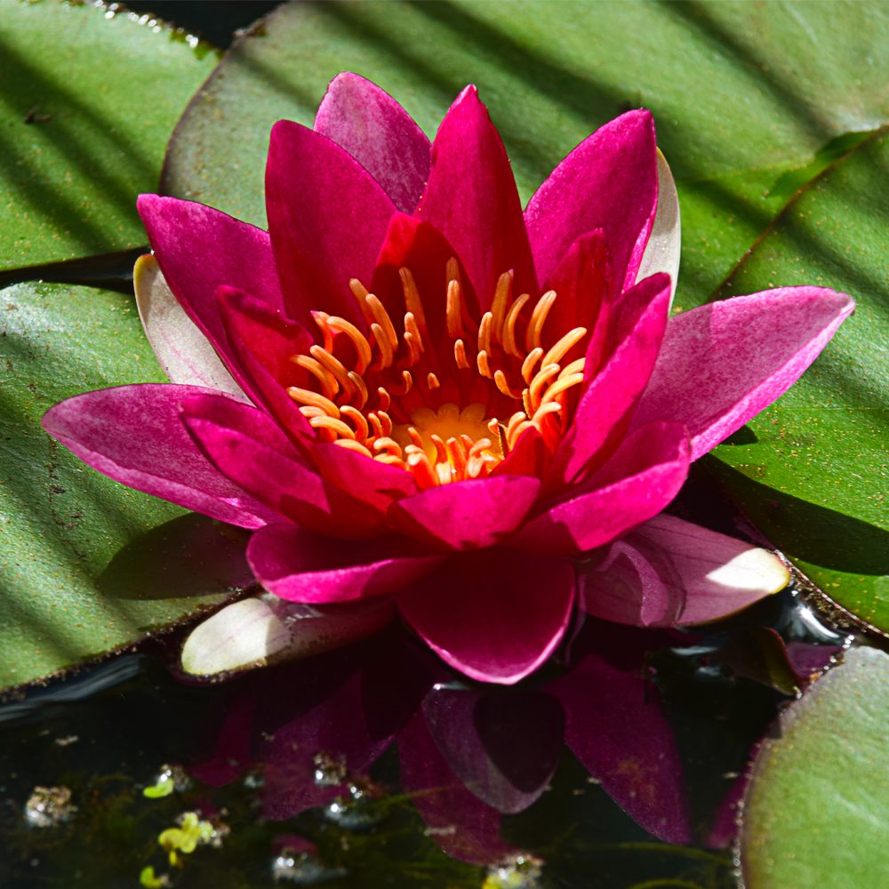 HydrOasis™ Red Hardy Water Lily flower