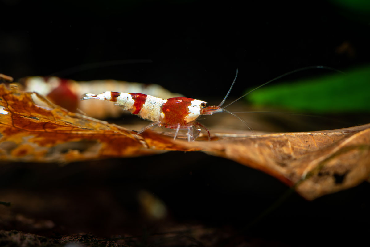 HydrOasis™ Leaves in aquarium with nano shrimp