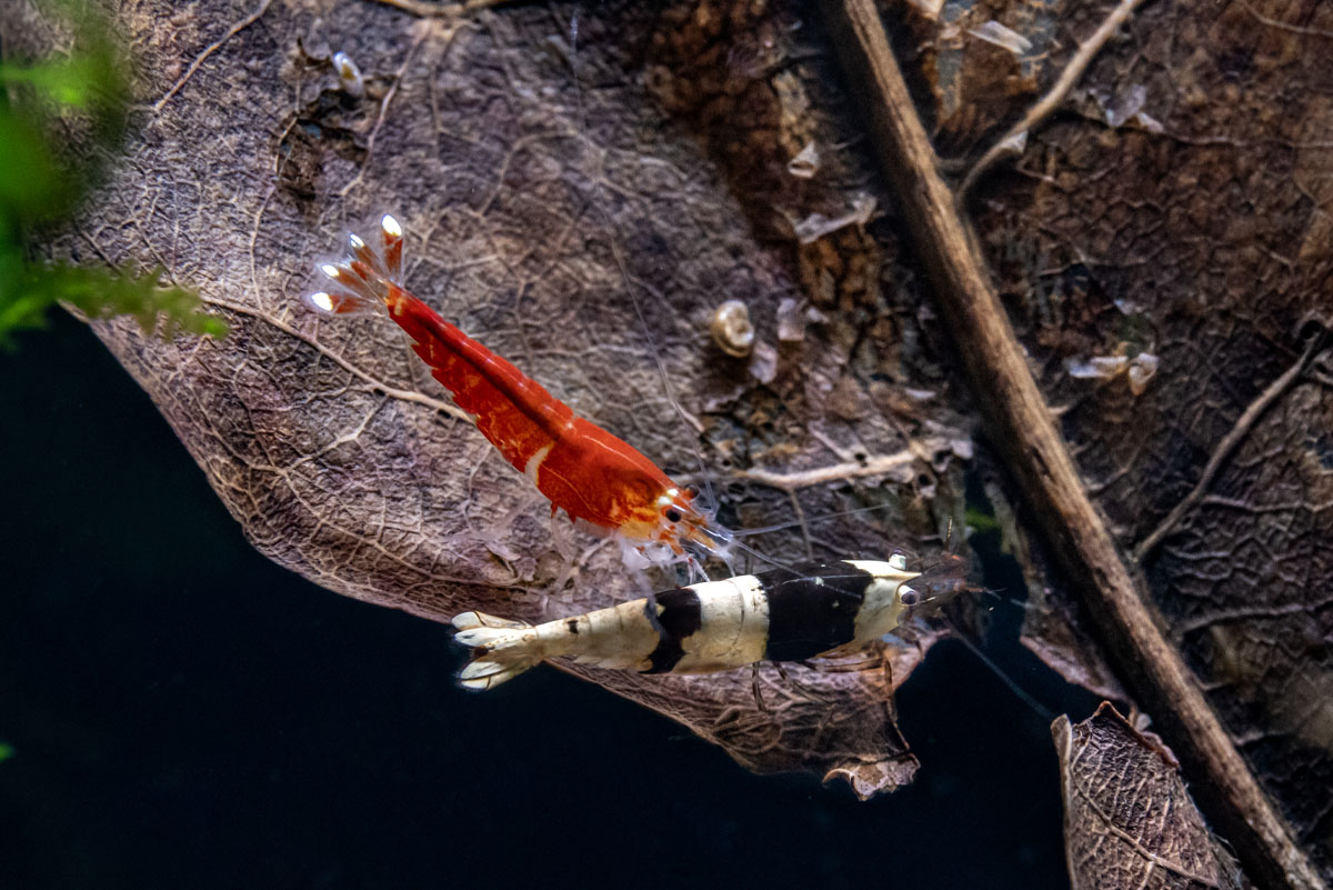 HydrOasis™ Leaves in aquarium with nano shrimp